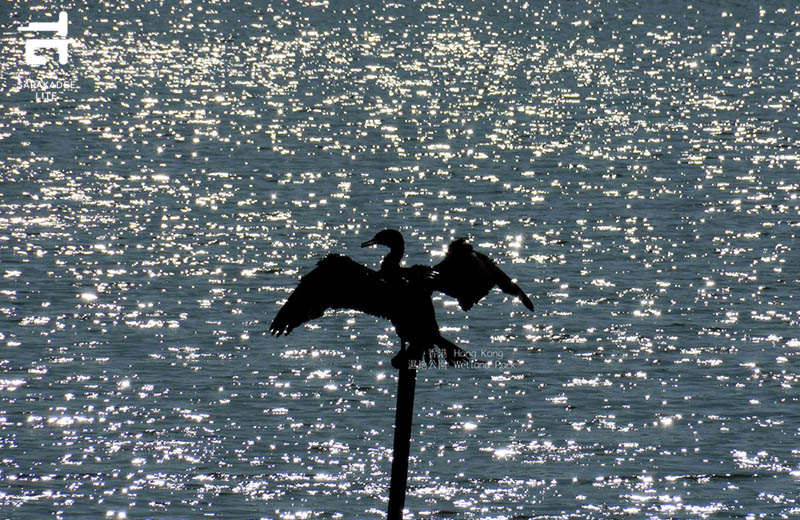 Hong Kong Wetland Park