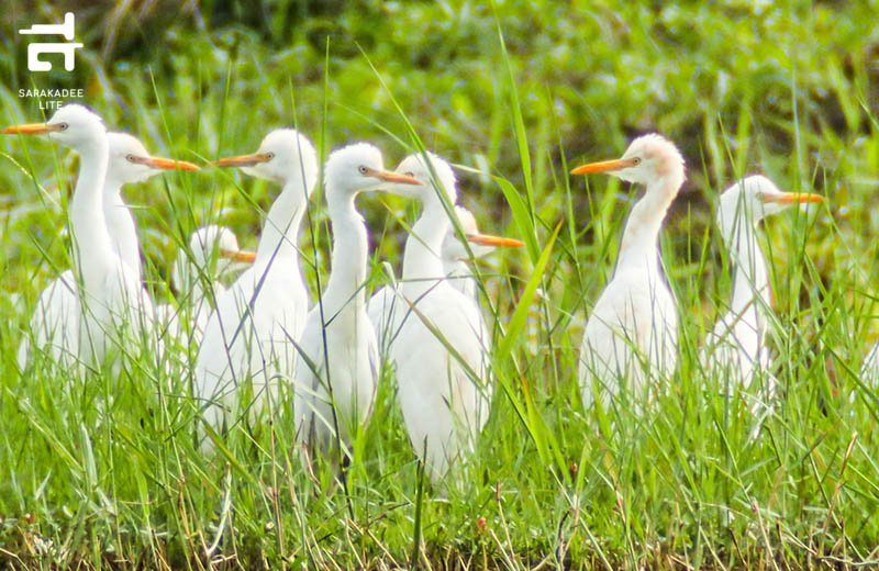 Hong Kong Wetland Park