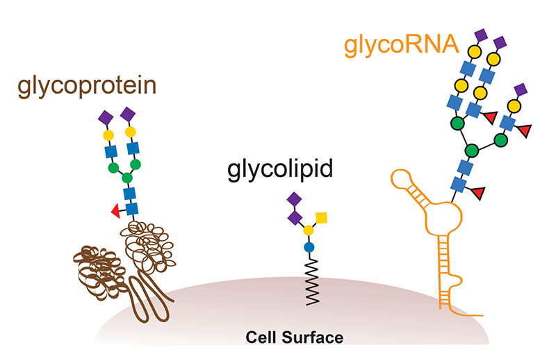 glycoRNAs 