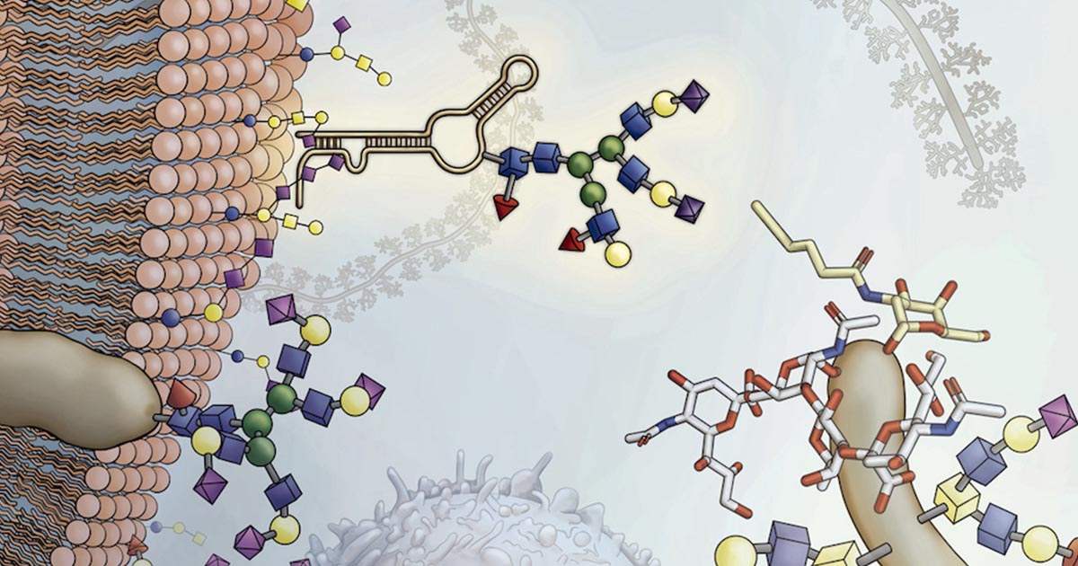 ไขปริศนา ชีวโมเลกุล กับการค้นพบอาร์เอ็นเอชนิดใหม่ของโลก glycoRNAs