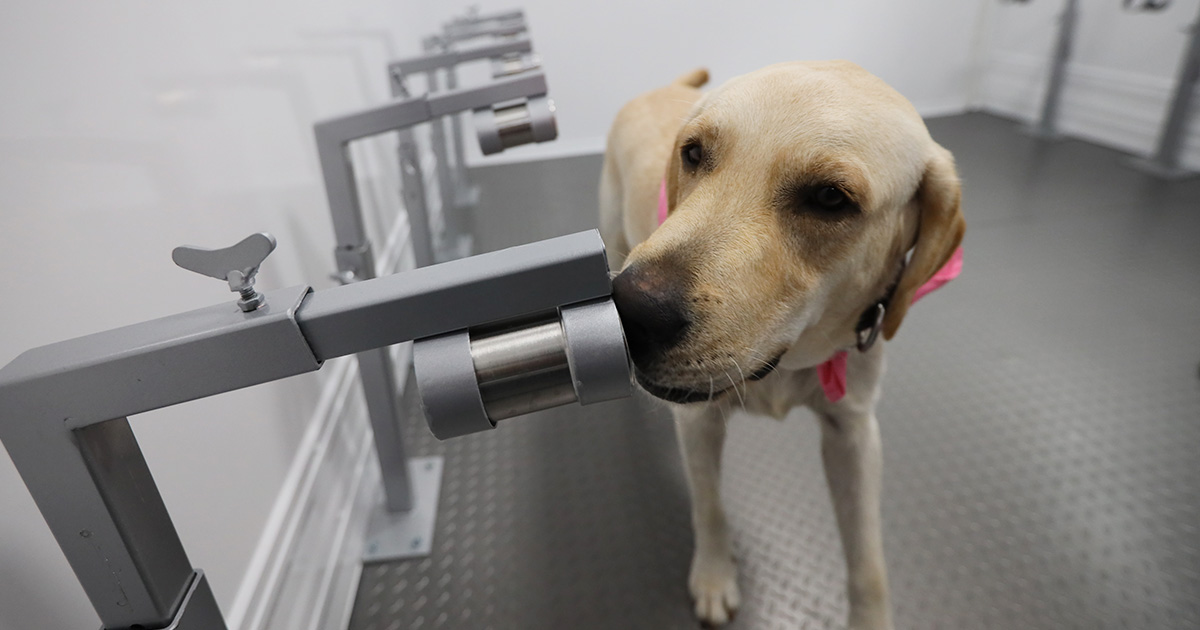 ไวกว่า Rapid Test คือ สุนัขดมกลิ่นคัดกรองผู้ติดเชื้อโควิด-19 ที่ไม่แสดงอาการ