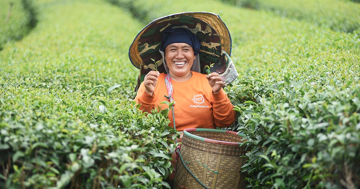 สิงห์ปาร์ค เชียงราย : แหล่งท่องเที่ยวเชิงเกษตรที่มี “วิถีแห่งคนปลูกชา” เป็นหัวใจ - SARAKADEE LITE