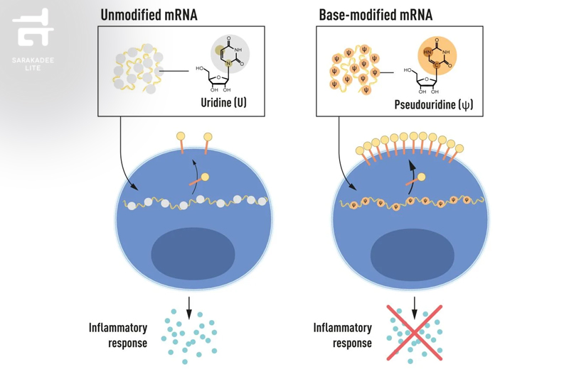 mRNA 