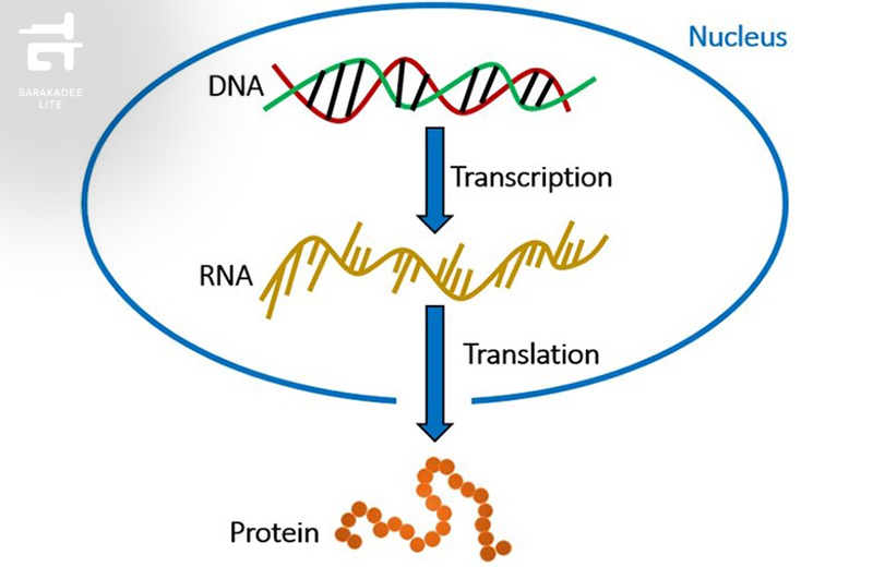 mRNA 