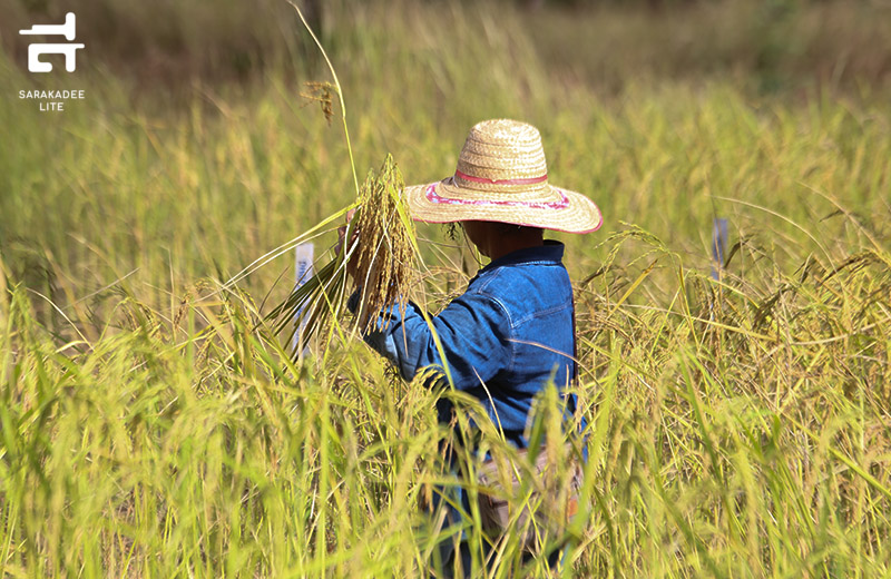 LINE MAN Wongnai