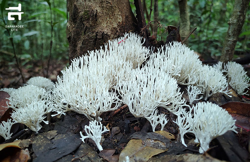 อุทยานแห่งชาติภูหินร่องกล้า