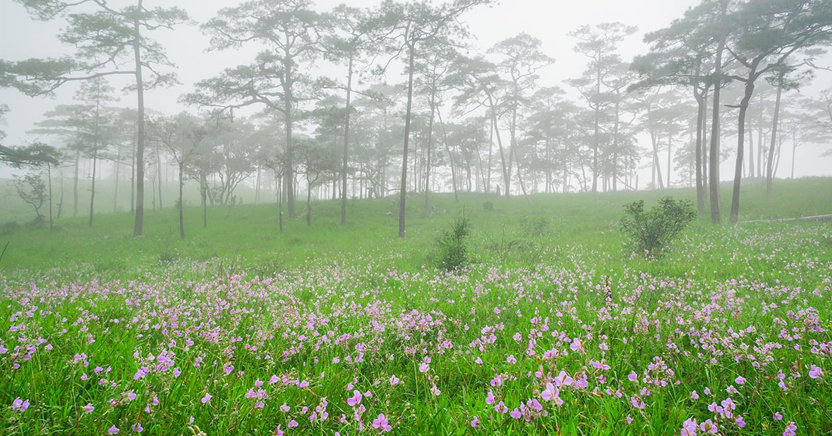 กางเต็นท์ใต้ทะเลดาว ตามหาลานดอกไม้กลางป่าสนที่ ภูสอยดาว