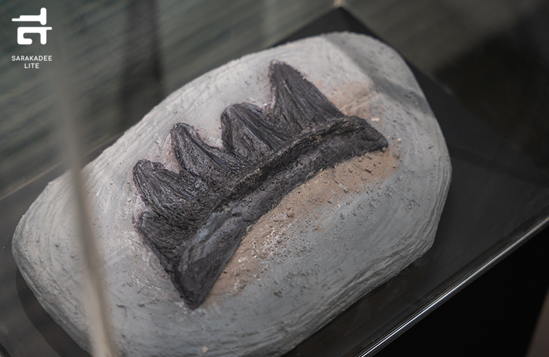 THAINOSAUR 