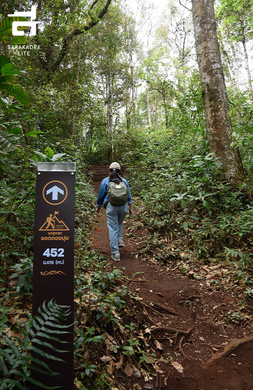 เส้นทางศึกษาธรรมชาติยอดดอยปุย