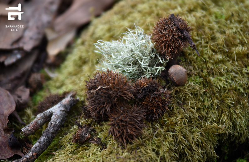 เส้นทางศึกษาธรรมชาติยอดดอยปุย