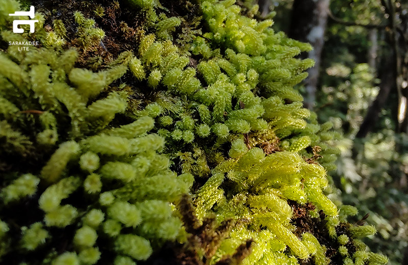 เส้นทางศึกษาธรรมชาติยอดดอยปุย