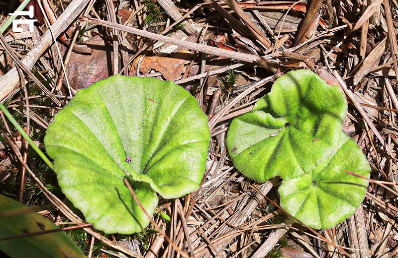 เส้นทางศึกษาธรรมชาติยอดดอยปุย