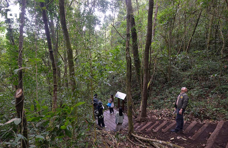 เส้นทางศึกษาธรรมชาติยอดดอยปุย