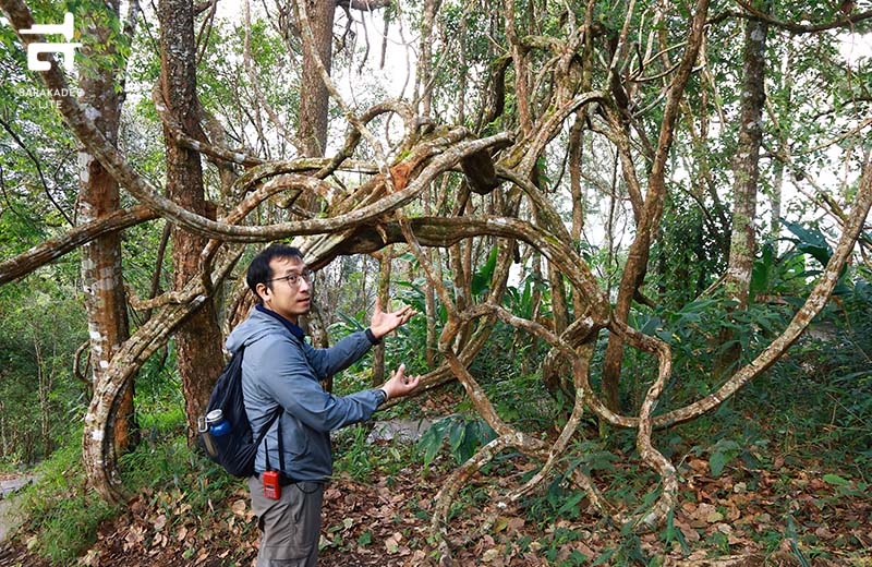 “เส้นทางศึกษาธรรมชาติยอดดอยปุย”