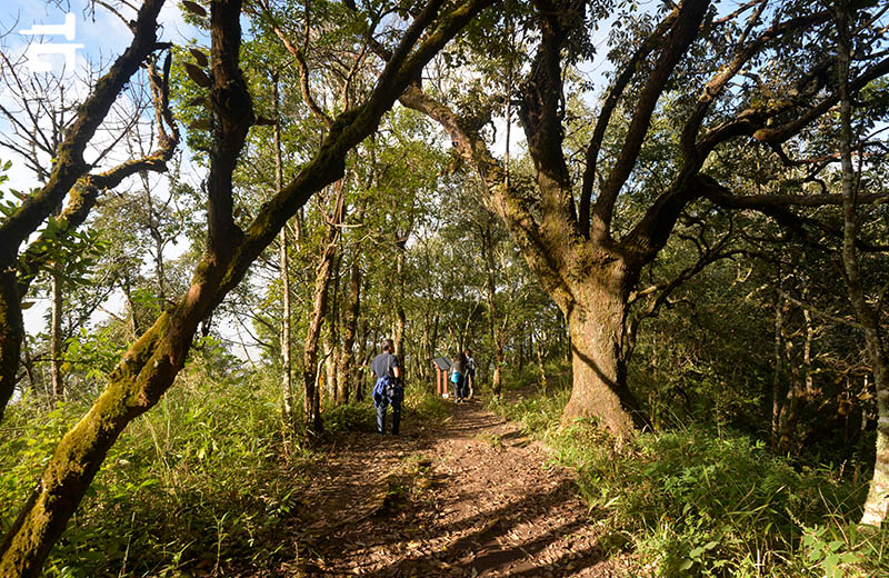 “เส้นทางศึกษาธรรมชาติยอดดอยปุย”
