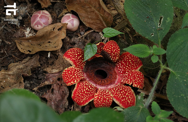 สวนพฤกษศาสตร์สมเด็จพระนางเจ้าสิริกิติ์