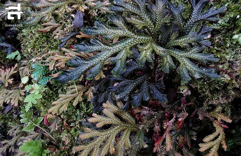 สวนพฤกษศาสตร์สมเด็จพระนางเจ้าสิริกิติ์