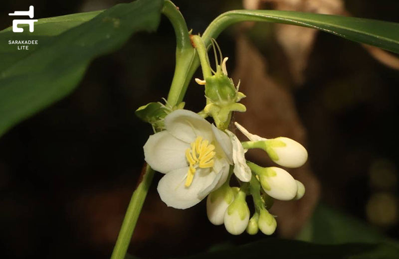 43 สิ่งมีชีวิตชนิดใหม่ของโลก
