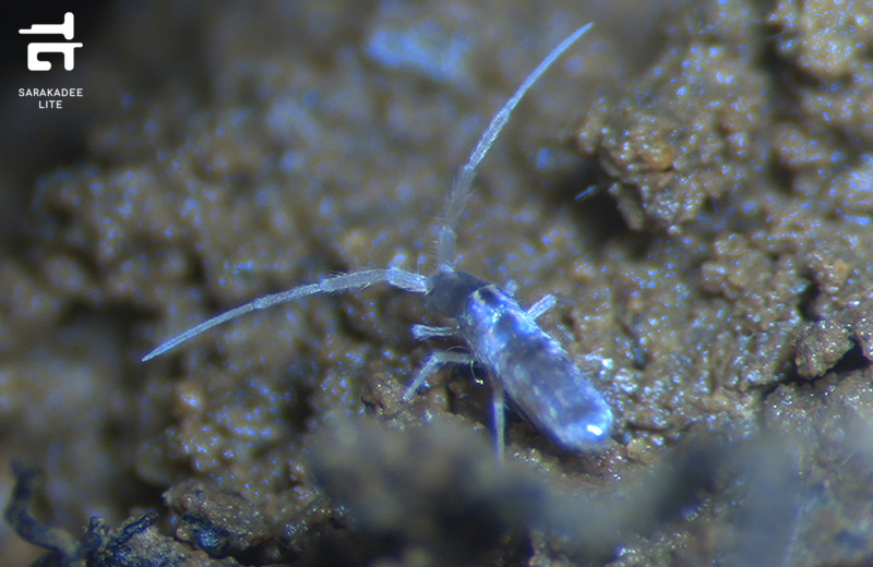 สิ่งมีชีวิตชนิดใหม่ของโลก