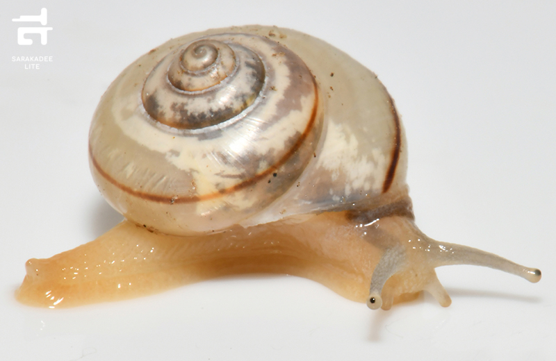 43 สิ่งมีชีวิตชนิดใหม่ของโลก