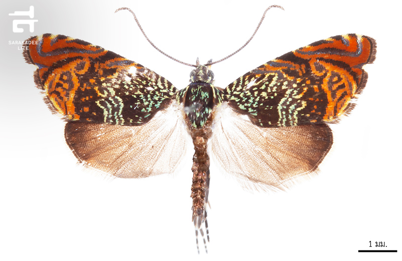 43 สิ่งมีชีวิตชนิดใหม่ของโลก