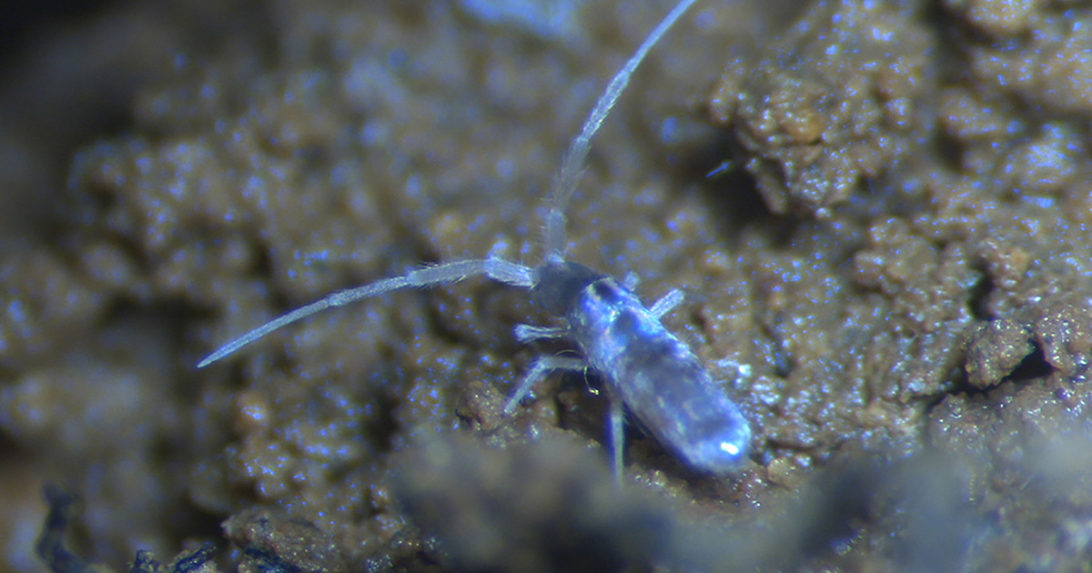 เปิดรายชื่อ 43 สิ่งมีชีวิตชนิดใหม่ของโลก ค้นพบในไทยโดยทีมนักวิทยาศาสตร์ไทย