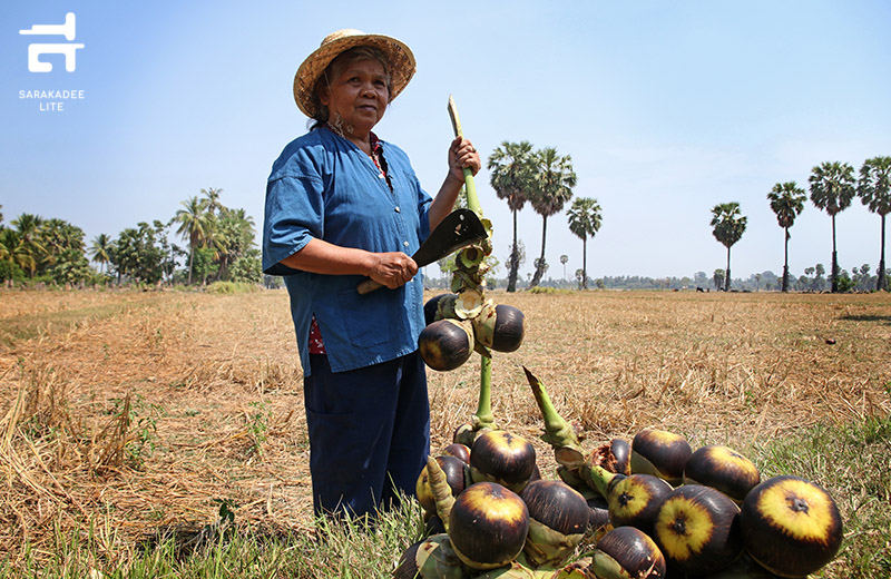 รสเพ็ดรี