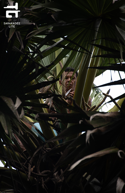 รสเพ็ดรี